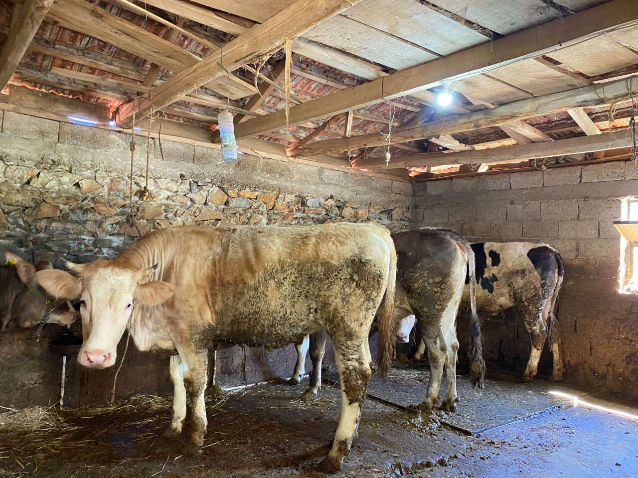 Menteşe’de 2026 Kurbanlık Fiyatları Belli Oldu 9